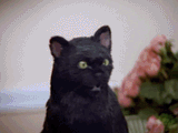 Cat slap