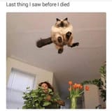 jfGOqzT