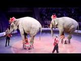 russian elephants