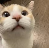 1737254692697848