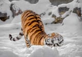 tigress ^_^ (by Oleg Bogdanov)