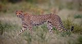 cheetah