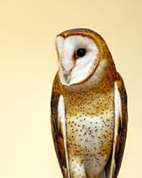golden-barn-owl-sue-feldberg