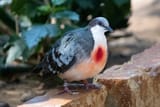 Bleeding-Heart-Dove-4.21.20-ah_-3-scaled