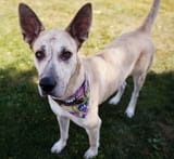 great-dane-chihuahua-mix-portrait