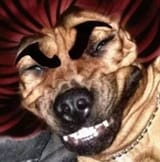 Yujiro Dogma
