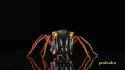 Takara MP-46 Blackarachnia_thumb.jpg