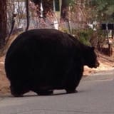 biggest