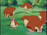 pidgey is a big fat birbie