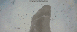 A single Kaiju vs the ass void