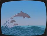 dolphins