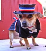 Chihuahua