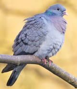 Columba