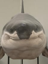GoobyShark