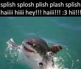 HappyShark