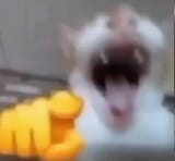 Catkek