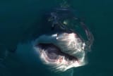 shark-2126701389