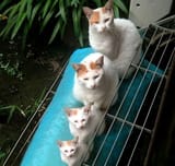 kitties