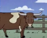 steer