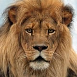 Aslan 1