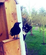 cat looking at fake bird from behind