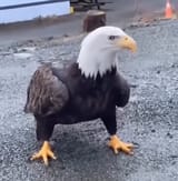 eagle