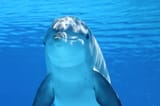 dolphin-marine-mammals-water-sea-64219[1]