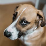 dog-side-eye-668e4bf561d9f