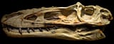 alioramus_tyrannosauridae-_late_cretaceous_68mya_from_mongolia