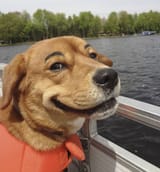 dog-eyebrows