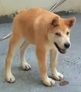 dogs-with-short-spine-syndrome-v0-xxq7pozdjy2f1