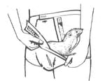 StoatPants