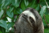 sloth pain smol