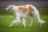 borzoi
