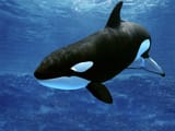 Killer-Whale