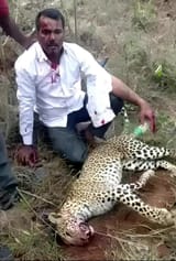 man-kills-leopard-with-bare-hands-to-protect-wife-daughter-v0-h2scukqz8afd1