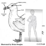 Gull_profile_Labels-3198660598