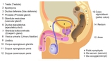 male-anat