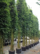 Graceful-Bamboo-1057-min