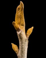 bitternut-hickory-twig-1236x1536-1993889832