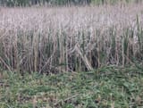 reeds