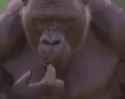 1737253028669965_thumb.jpg