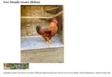 rooster