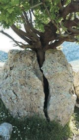 Tree strong