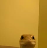 1738394255713639