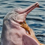 river_dolphin