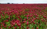 Clover_Farm_St_Paul_OR_USA_IMG_20220524