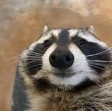 asdfasdf