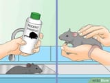 v4-460px-Take-the-Stress-out-of-Bathing-Your-Pet-Rat-Step-9-Version-2