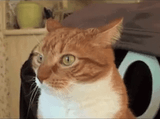 cat-look